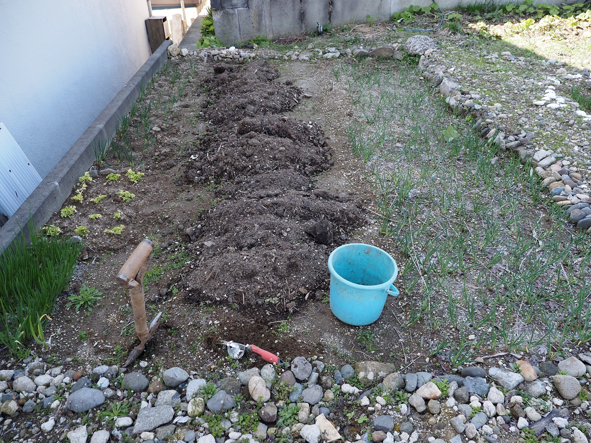 土起こし ジャガイモ植え付け スカンポ除去 行者ニンニク収穫 楽園生活 の維持を目指して