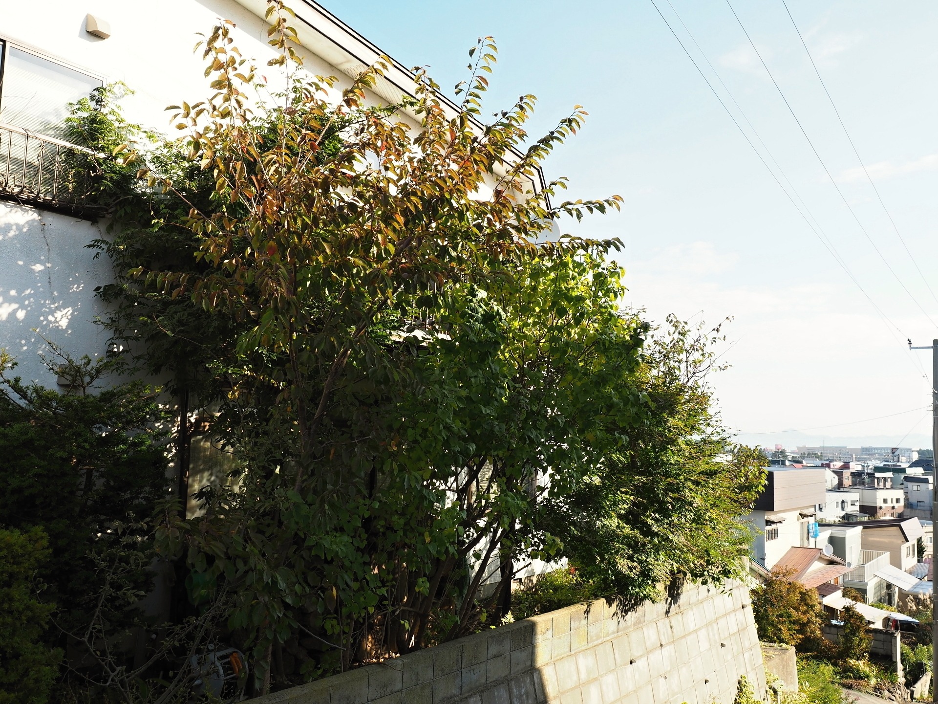 樹木の剪定 楽園生活 の維持を目指して