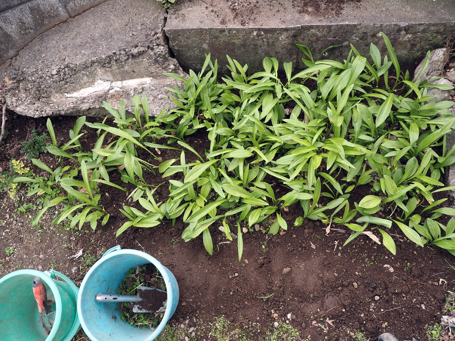 行者ニンニクの植え広げ 雑草取り セロリ初収穫 ニラ玉 楽園生活 の維持を目指して 行者ニンニクの植え広げ 雑草取り セロリ初収穫 ニラ玉 楽園生活 の維持を目指して