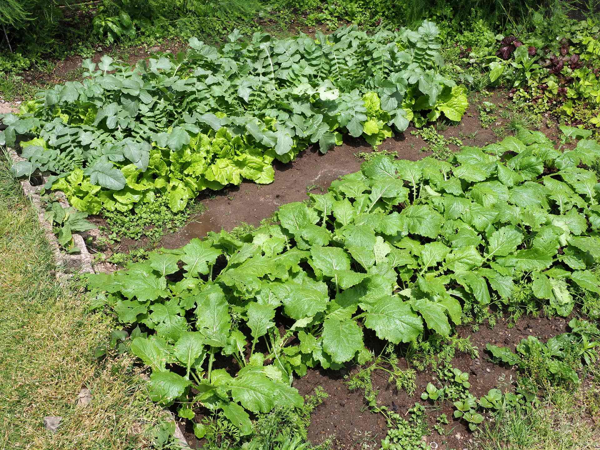 家庭菜園の現況 楽園生活 の維持を目指して