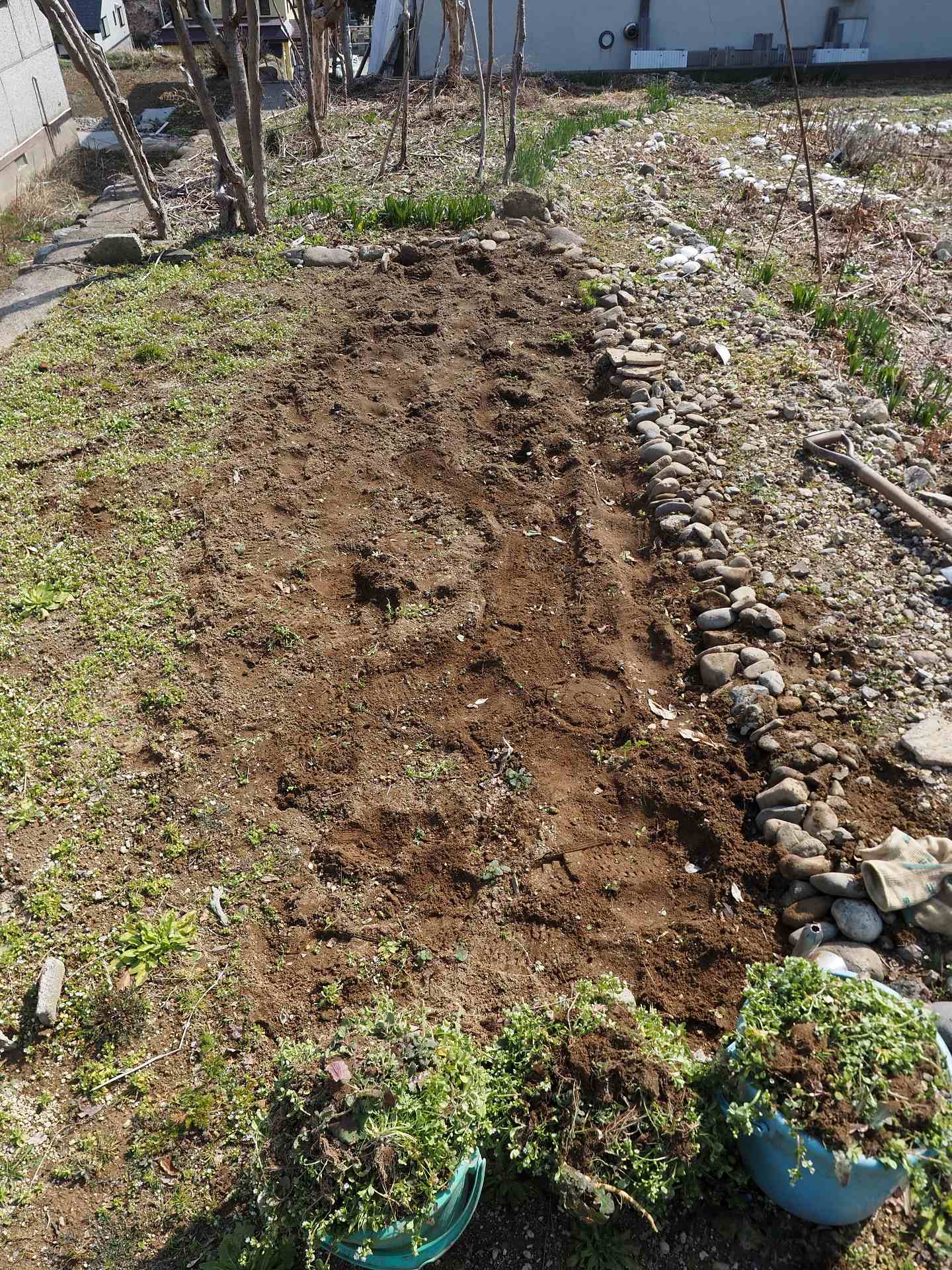 日の出 土起こし作業開始 フキノトウ 夢の 楽園生活 の維持を目指して