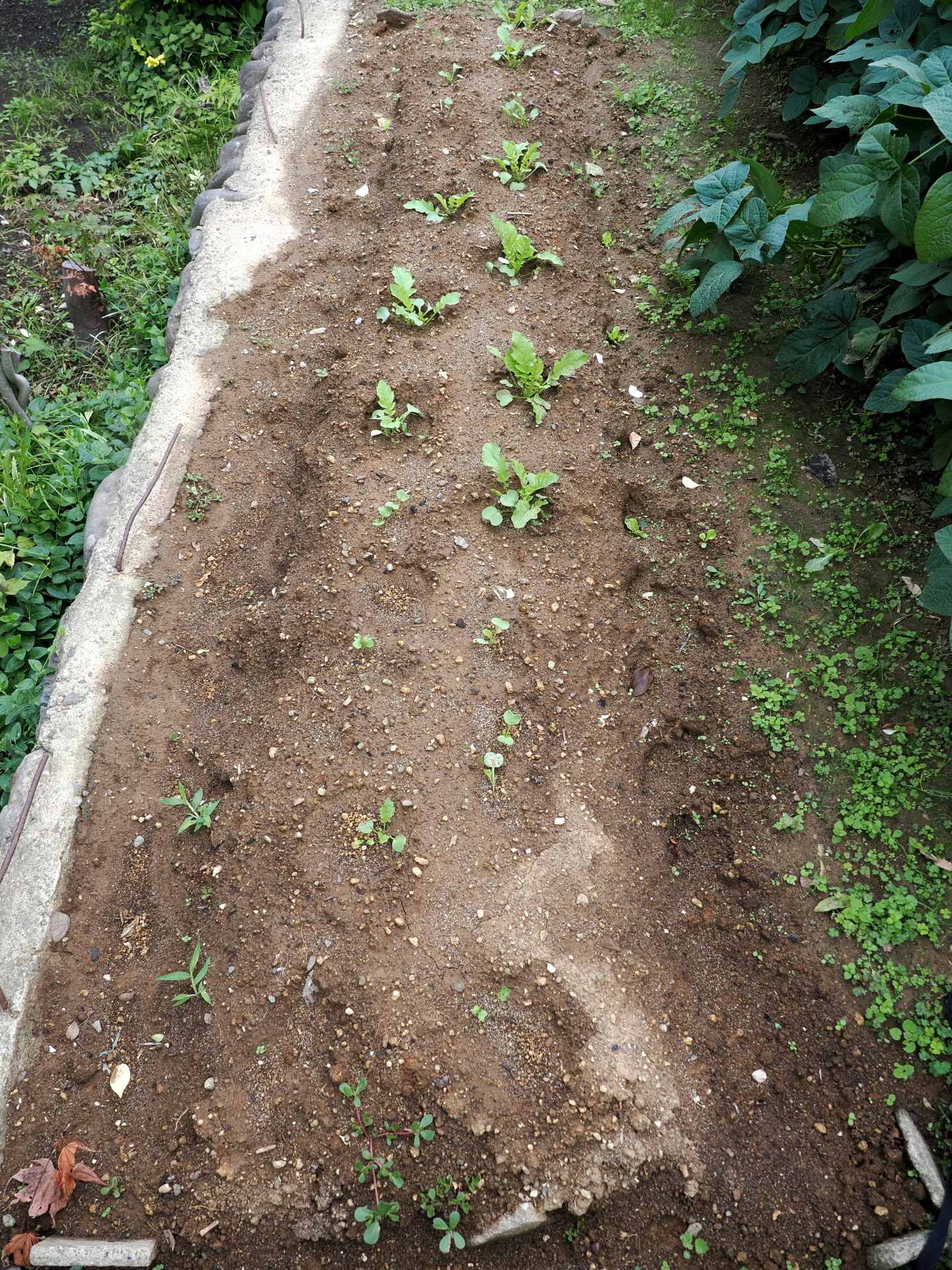 間引き 進化する家庭菜園 初暖房 楽園生活 の維持を目指して