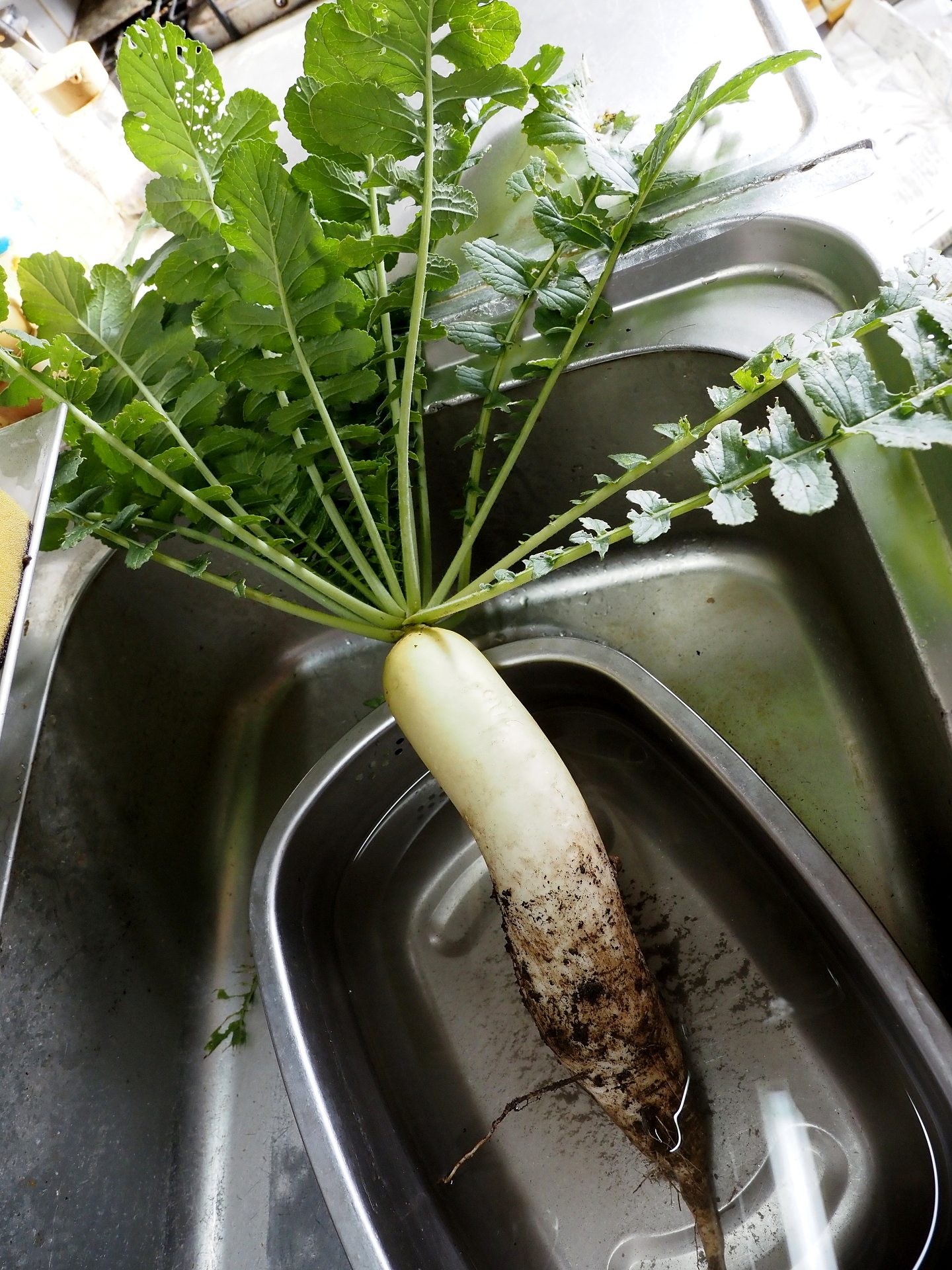 雑草取り 人参の間引き 紅玉 バックアップ 楽園生活 の維持を目指して