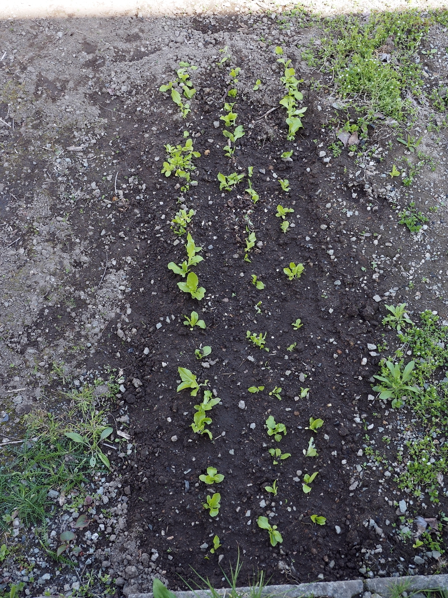 行者ニンニクの植え広げ 雑草取り セロリ初収穫 ニラ玉 楽園生活 の維持を目指して 行者ニンニクの植え広げ 雑草取り セロリ初収穫 ニラ玉 楽園生活 の維持を目指して