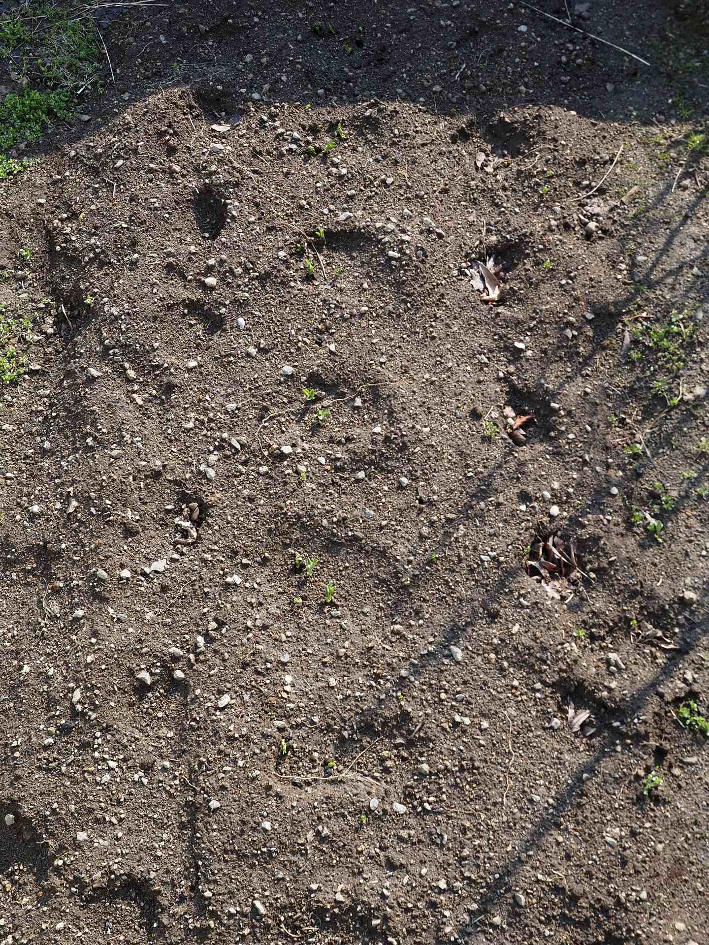 土起こし 行者ニンニク収穫 梅開花 楽園生活 の維持を目指して