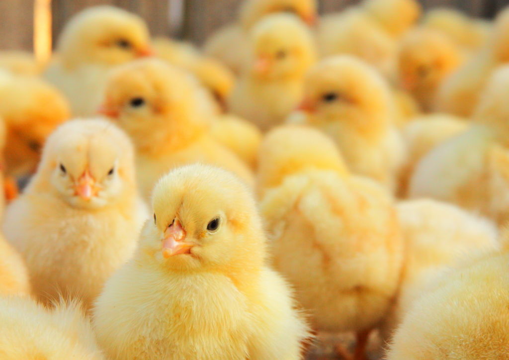 ひよこ鑑定士 うーん これはひよこ w なんjまとめ草不可避www ひよこ鑑定士 うーん これはひよこ w なんjまとめ草不可避www