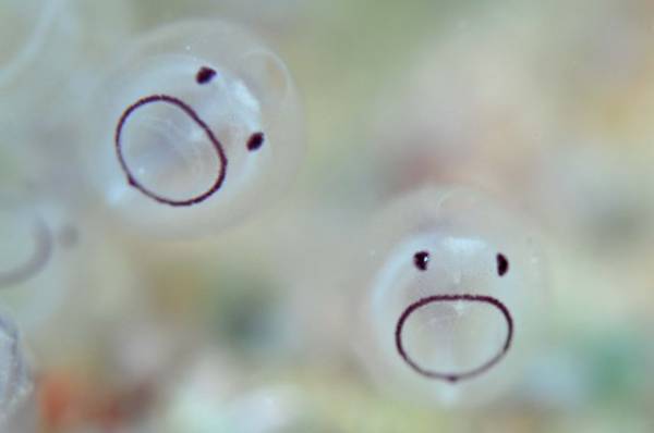 ホヤとかいう子供の頃は可愛い化物 なんjまとめ草不可避ｗｗｗ