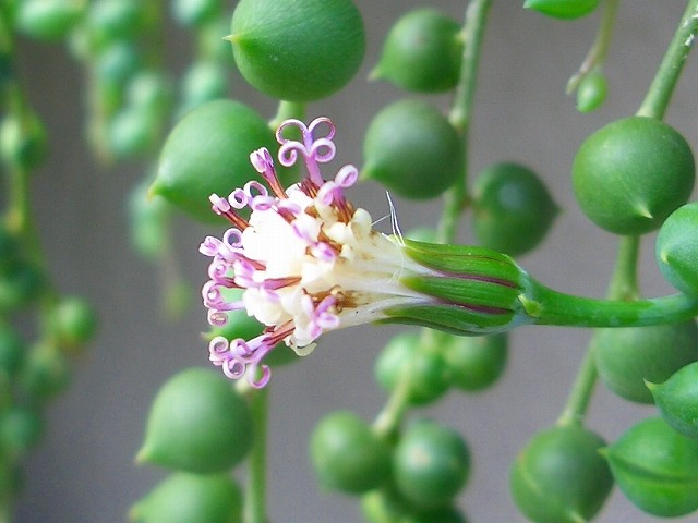 キンレンカ グリーンネックレスの花後と初霜 りんどうのつぶやき キンレンカ グリーンネックレスの花後と初霜 りんどうのつぶやき