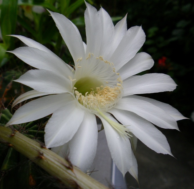 スタペリア ジニア リネアリス クフェア りんどうのつぶやき