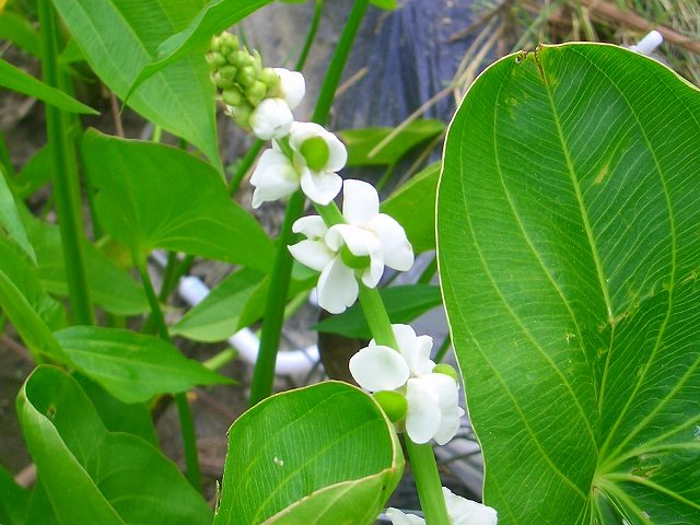 クワイの花 センニチコボウ コンロンカ 他 りんどうのつぶやき