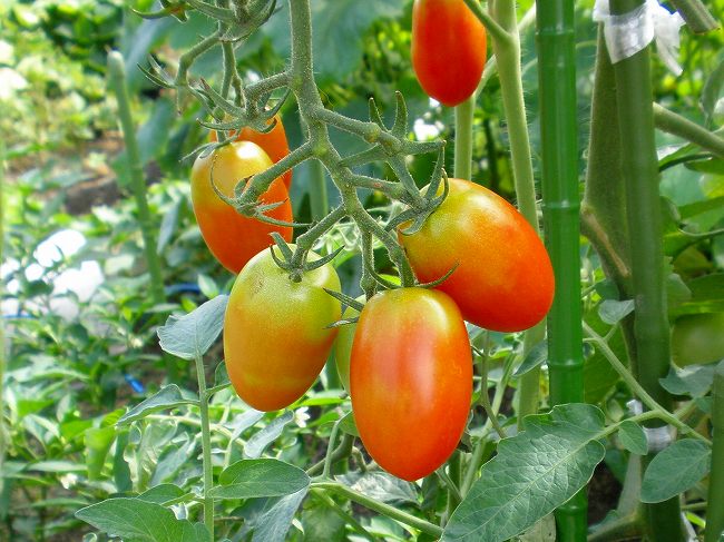 クレマチス２色とオクラの花 綿の花 他 りんどうのつぶやき