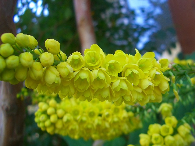 マホニア チャリティ イチゴノキの花 他 りんどうのつぶやき