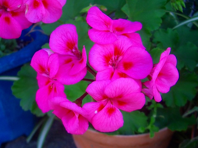 キンレンカ グリーンネックレスの花後と初霜 りんどうのつぶやき