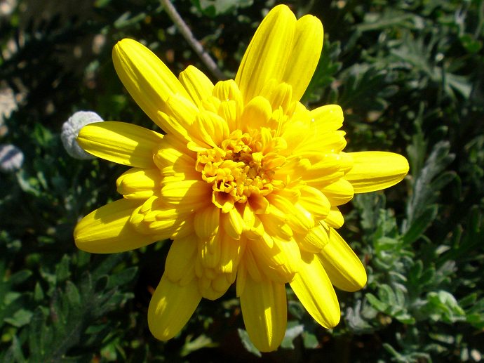 イチハツ ゼニアオイ 八重咲きユリオプスデージー 他 りんどうのつぶやき