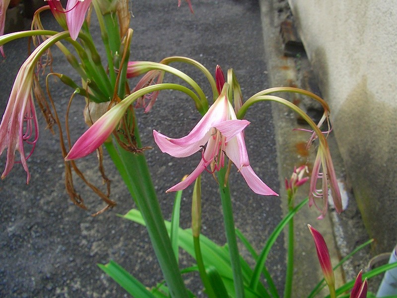 アガパンサスとインドハマユウ りんどうのつぶやき