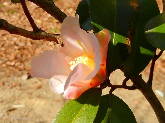 長居植物園の花 二 ユリノキとか極楽鳥花 りんどうのつぶやき 長居植物園の花 二 ユリノキとか極楽鳥花 りんどうのつぶやき
