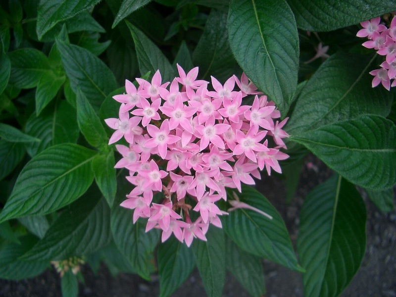 花言葉 りんどうのつぶやき