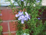 不明 青 小花