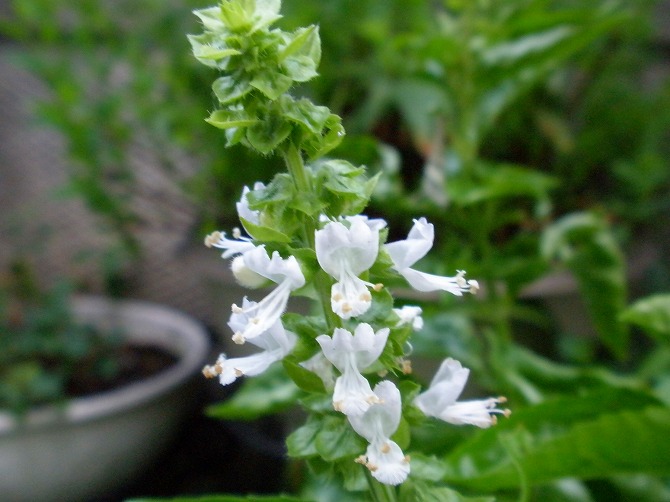 キバナコスモス タチアオイ バジルの花 他 りんどうのつぶやき