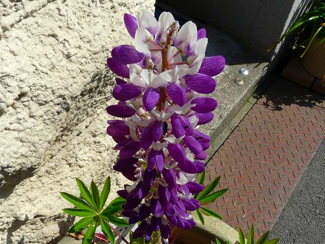 雲南月光花 額アジサイ ソラマメの花 他 りんどうのつぶやき