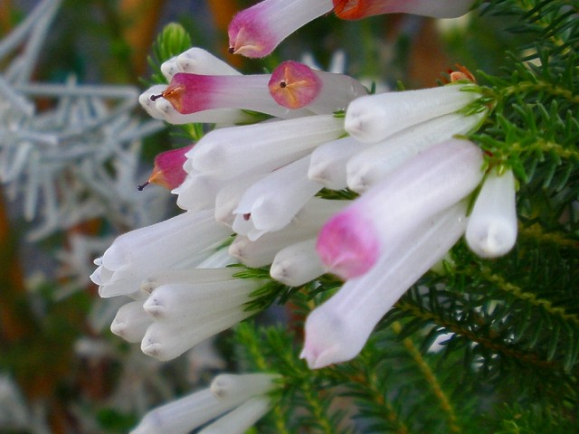 エリカ ロベリア エリゲロン 雲間草 他 りんどうのつぶやき