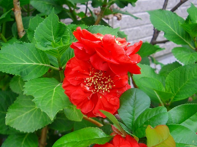 ホウチャクソウ ブルーハイビスカス 他 りんどうのつぶやき