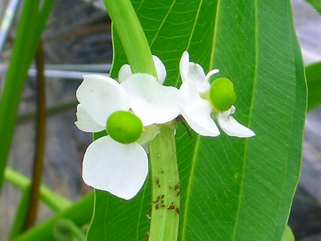 クワイの花 センニチコボウ コンロンカ 他 りんどうのつぶやき