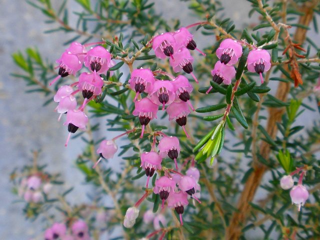 エリカ ロベリア エリゲロン 雲間草 他 りんどうのつぶやき