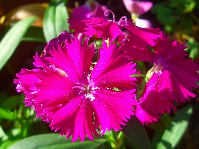 キンレンカ グリーンネックレスの花後と初霜 りんどうのつぶやき