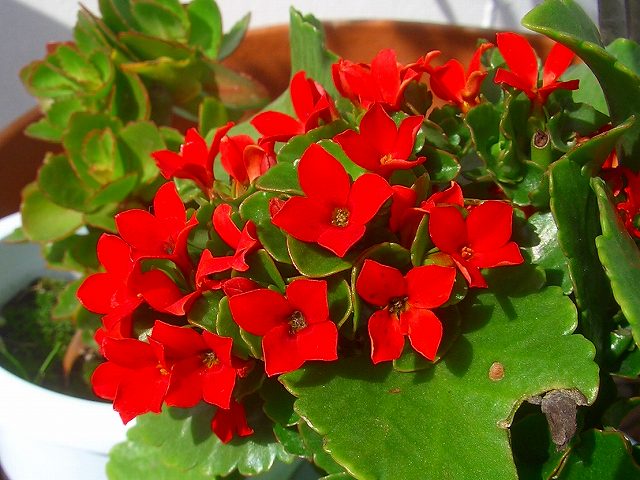 カランコエ3色とマツモトセンノウ ノースポール 他 りんどうのつぶやき カランコエ3色とマツモトセンノウ ノースポール 他 りんどうのつぶやき