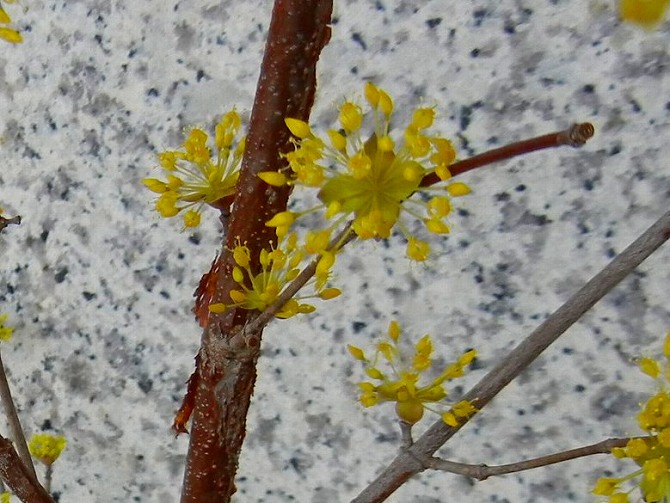 八尾 ラナンキュラスと寒アヤメと寒緋桜 りんどうのつぶやき
