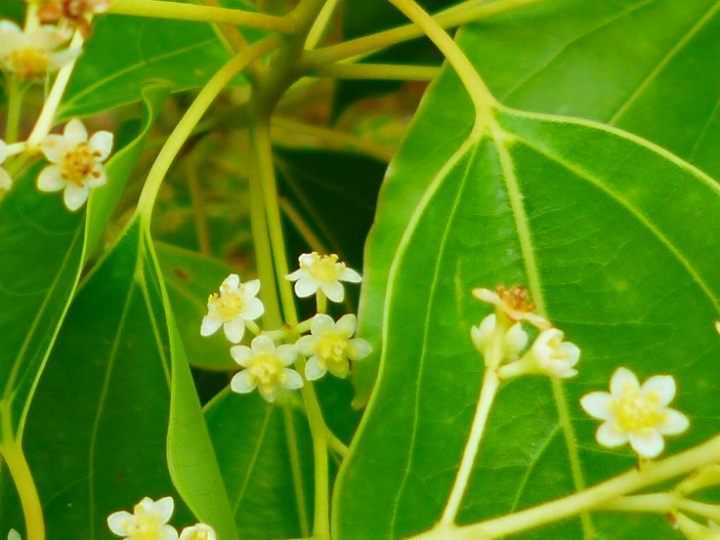 楠花読み方 Neovid