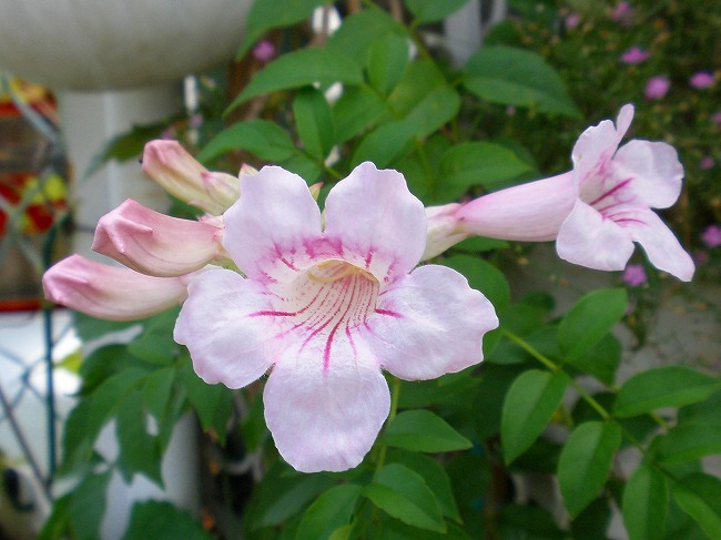 ピンクノウゼンカズラ オシロイバナ ツルバキア 他 りんどうのつぶやき