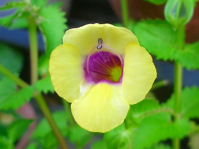 トレニアバイロニー ブラキカム オオテンニンギク 他 りんどうのつぶやき