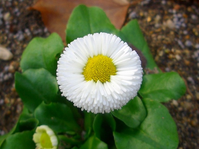 デージーとムルチコーレ 他 りんどうのつぶやき デージーとムルチコーレ 他 りんどうのつぶやき