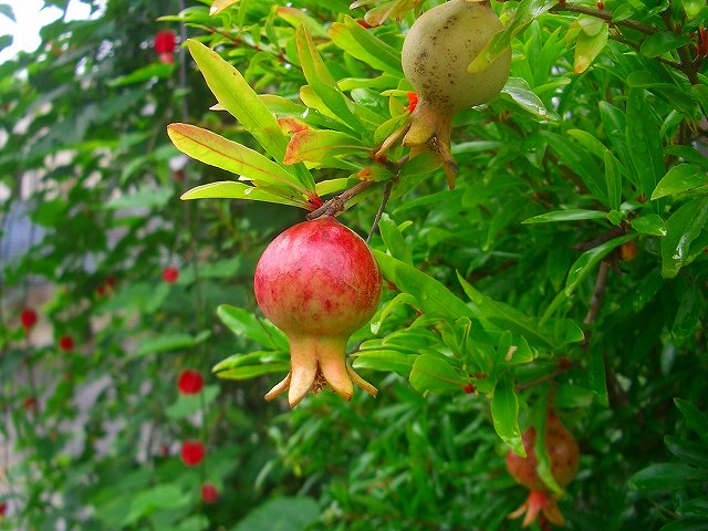 インテルメディア セイヨウニンジンボク 他 りんどうのつぶやき