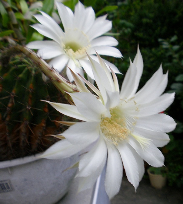 スタペリア ジニア リネアリス クフェア りんどうのつぶやき