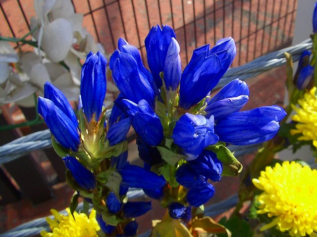 クルクマ リンドウ と四角豆 他 りんどうのつぶやき