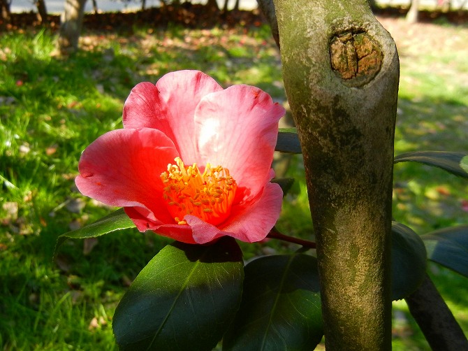 長居植物園の花 二 ユリノキとか極楽鳥花 りんどうのつぶやき