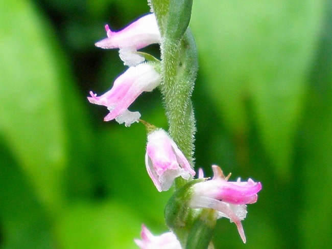 ネジバナ センニチコボウ 朝顔とユスラウメ 他 りんどうのつぶやき