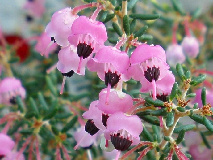 エリカ ロベリア エリゲロン 雲間草 他 りんどうのつぶやき