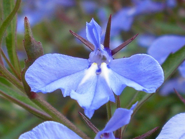 エリカ ロベリア エリゲロン 雲間草 他 りんどうのつぶやき