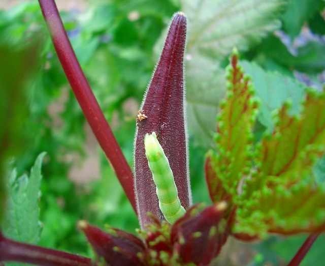 ハナオクラ 赤い実のオクラの花 他 りんどうのつぶやき ハナオクラ 赤い実のオクラの花 他 りんどうのつぶやき