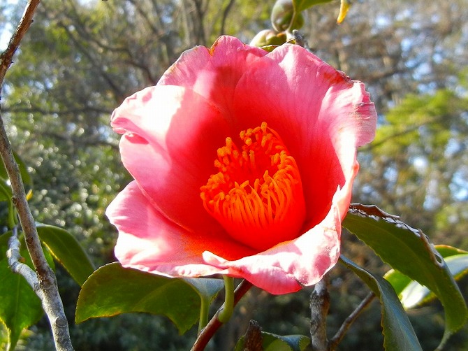 長居植物園の花 二 ユリノキとか極楽鳥花 りんどうのつぶやき 長居植物園の花 二 ユリノキとか極楽鳥花 りんどうのつぶやき