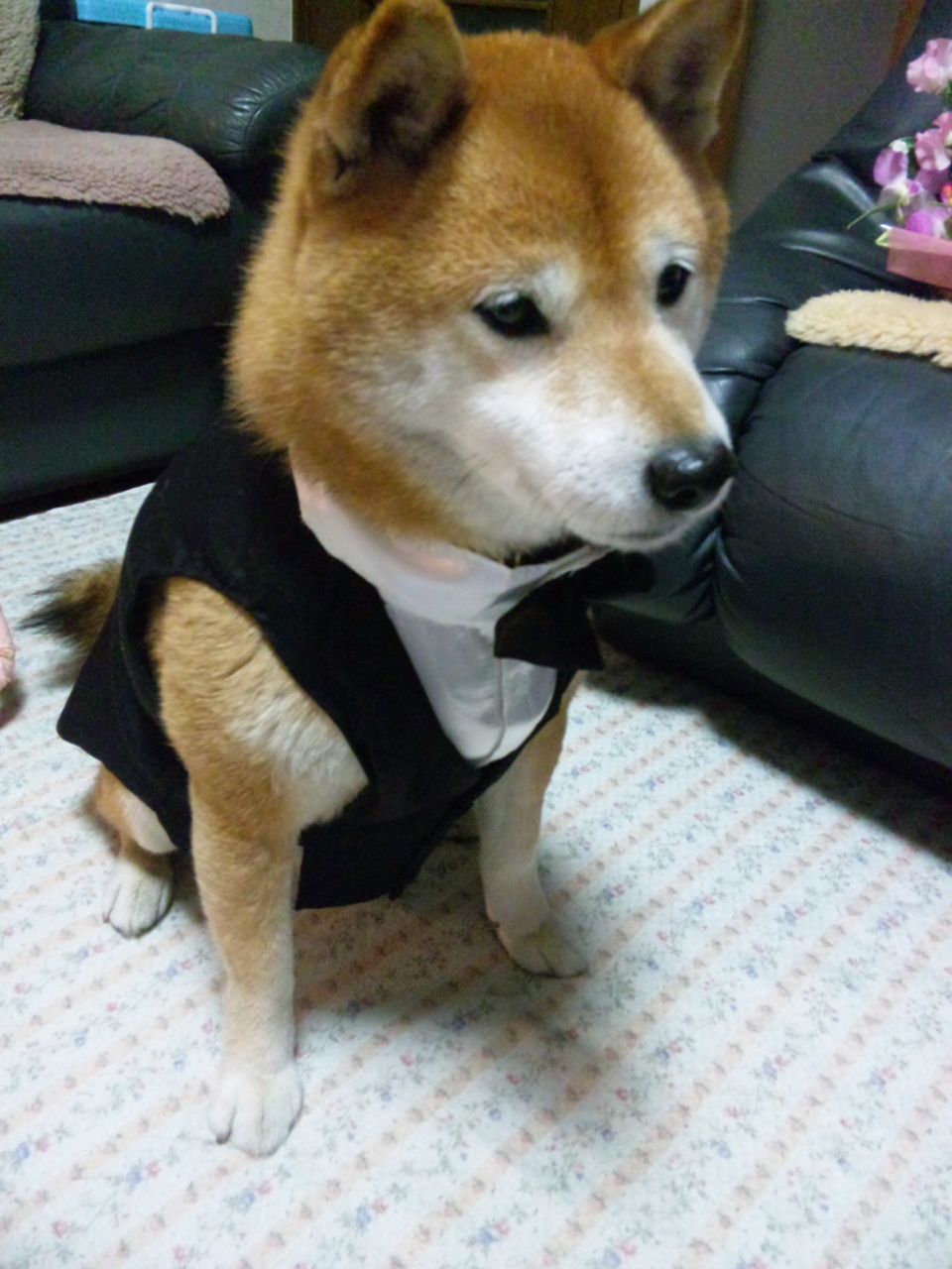 タキシード 柴犬life