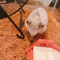 写真 2018-09-05 21 35 03