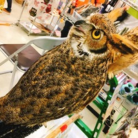 写真 2017-05-21 14 39 27