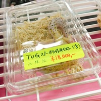 写真 2017-05-21 14 47 57