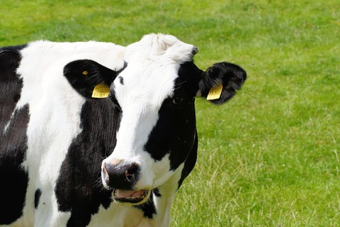 cow-391291_960_720