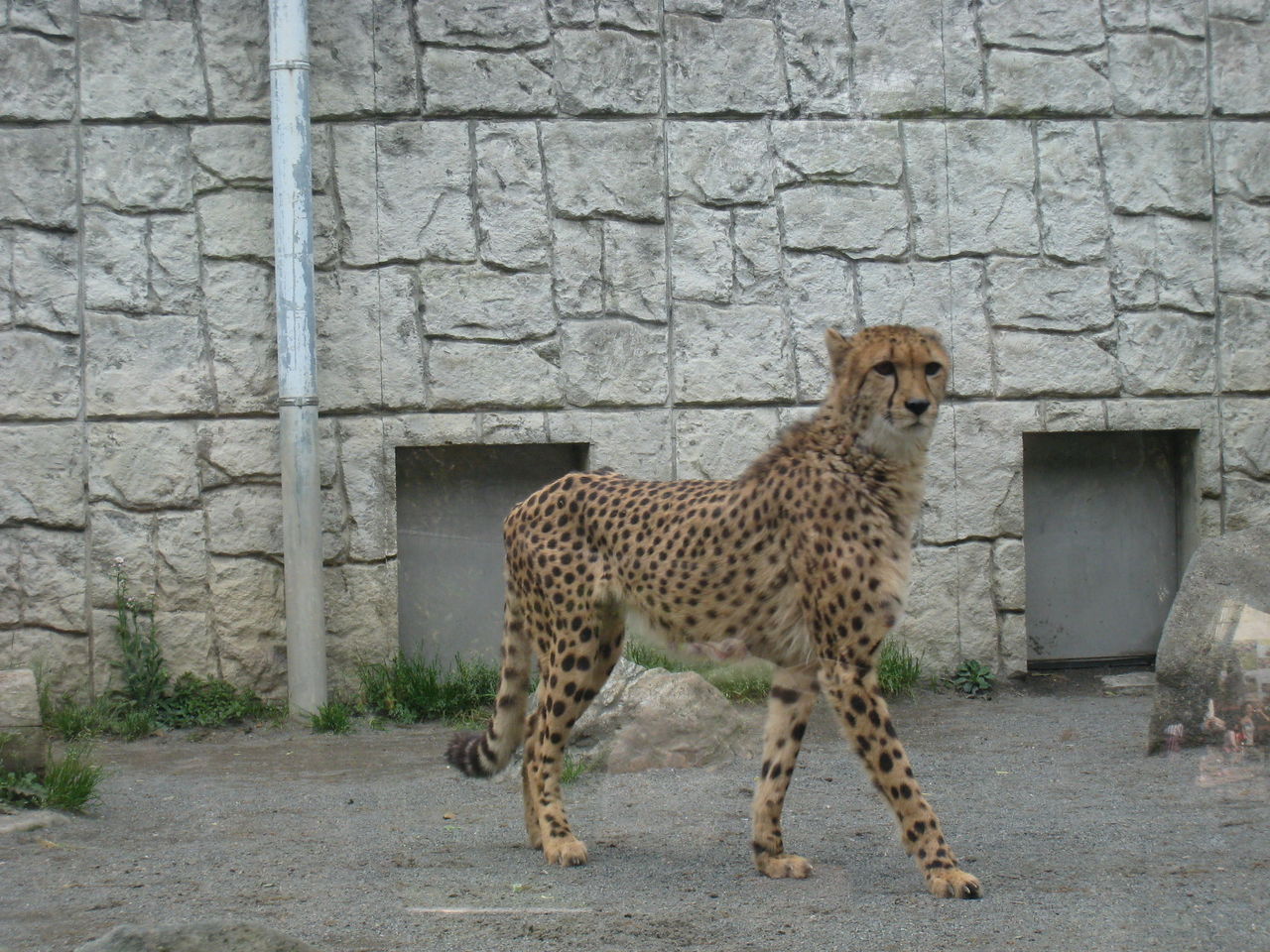 ソヨカゼノカホリ 東京ドライブデート多摩動物公園編 みっちょろげ劇場